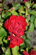  (Roses_7529.jpg)