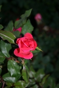  (Roses_7533.jpg)