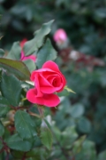  (Roses_7534.jpg)