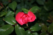 (Roses_7536.jpg)