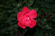  (Roses_7538.jpg)