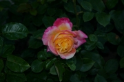  (Roses_7540.jpg)