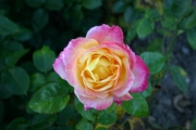  (Roses_7541.jpg)