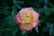  (Roses_7542.jpg)
