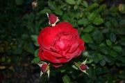 Taranga (Roses_7545.jpg)