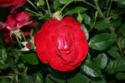 Taranga (Roses_7546.jpg)