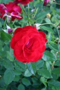 Taranga (Roses_7549.jpg)