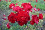 Rotilia (Roses_7556.jpg)
