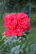 Souvenir de la malmaison (Roses_7564.jpg)