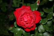  (Roses_7568.jpg)