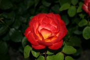 Pigalle (Roses_7590.jpg)