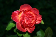 Pigalle (Roses_7591.jpg)