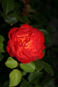 Pigalle (Roses_7592.jpg)