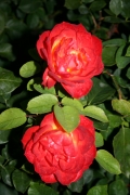 Pigalle (Roses_7595.jpg)