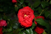  (Roses_7598.jpg)
