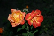 Donauwalzer (Roses_7603.jpg)