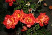 Donauwalzer (Roses_7606.jpg)