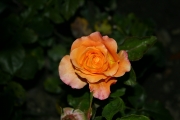 Adolf Horstmann (Roses_7619.jpg)