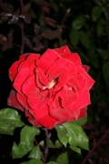 Barkarole (Roses_7621.jpg)
