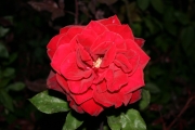 Barkarole (Roses_7622.jpg)