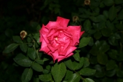 Walzerknig strauss (Roses_7624.jpg)