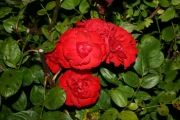 Shalom (Roses_7627.jpg)