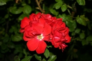 Shalom (Roses_7628.jpg)