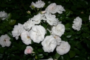 Aspirin rose (Roses_7648.jpg)