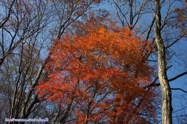 Autumn in Fukuroda