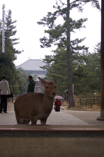 Deer begging for food in Nara koen (Nara)