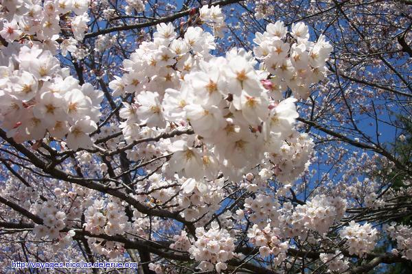 Cherry blossoms