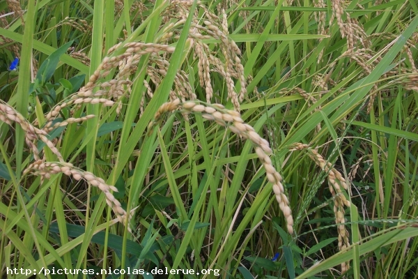 rice_harvest