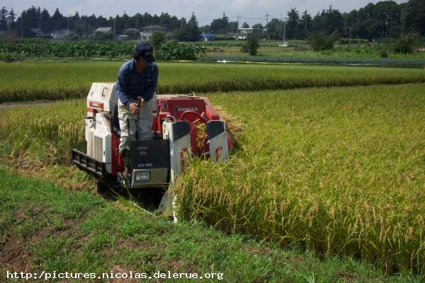 Harvesting the rice