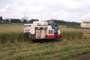 Rice harvest (rice_harvest_6737.jpg)