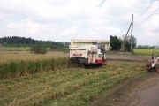 Rice harvest (rice_harvest_6738.jpg)
