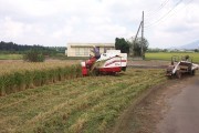 Rice harvest (rice_harvest_6739.jpg)