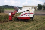Rice harvest (rice_harvest_6740.jpg)