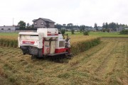 Rice harvest (rice_harvest_6742.jpg)
