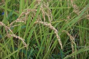 Rice harvest (rice_harvest_6743.jpg)
