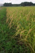 Rice harvest (rice_harvest_6744.jpg)