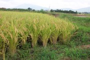 Rice harvest (rice_harvest_6745.jpg)
