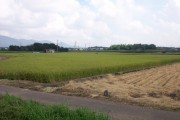 Rice harvest (rice_harvest_6746.jpg)