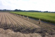 Rice harvest (rice_harvest_6747.jpg)