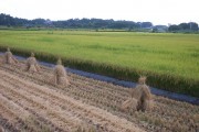 Rice harvest (rice_harvest_6748.jpg)