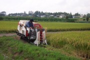Rice harvest (rice_harvest_6749.jpg)
