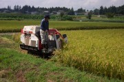 Rice harvest (rice_harvest_6750.jpg)