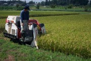 Rice harvest (rice_harvest_6752.jpg)