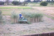 Rice harvest (rice_harvest_7361.jpg)