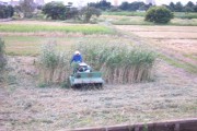 Rice harvest (rice_harvest_7362.jpg)