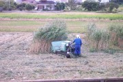 Rice harvest (rice_harvest_7363.jpg)
